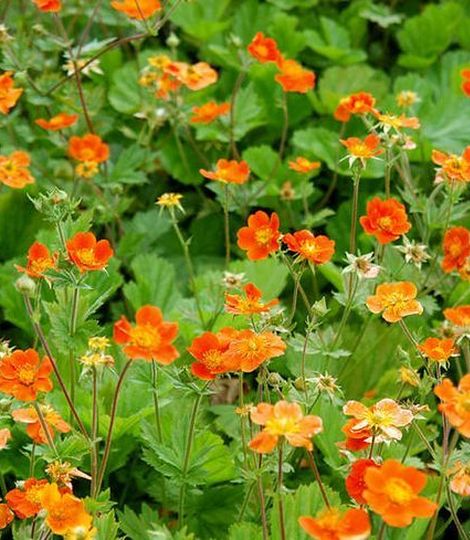 Geum coccineum 'Cooky'